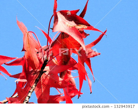 Autumn leaves of American maples against the blue sky: Autumn maples: Yamadaike Park Autumn leaves of American maples against the blue sky: Autumn maples: Yamadaike Park 132943917