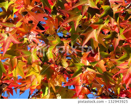 Autumn leaves of American maples against the blue sky: Autumn maples: Yamadaike Park 132943925