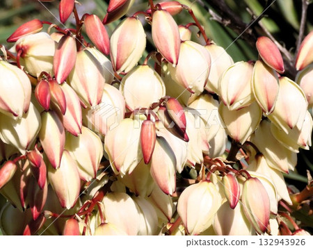 秋花:Kimigayoran(由香):Yamadaike公園 秋花:Kimigayoran(由香):Yamadaike公園 132943926