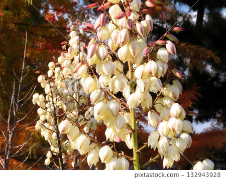 秋花:Kimigayoran(由香):Yamadaike公園 秋花:Kimigayoran(由香):Yamadaike公園 132943928
