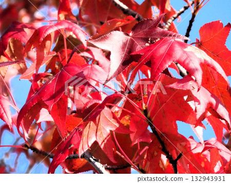 Autumn leaves of American maples against the blue sky: Autumn maples: Yamadaike Park Autumn leaves of American maples against the blue sky: Autumn maples: Yamadaike Park 132943931