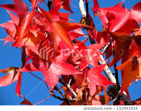 美國楓樹的秋葉映襯著藍天：秋楓：山田池公園 132943934