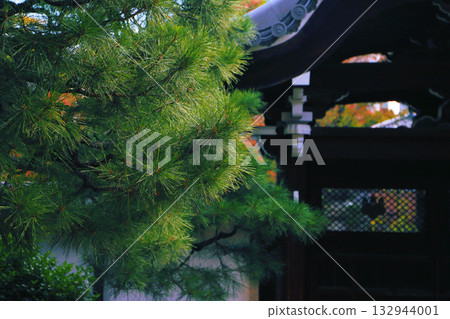 京都永聖山本寶寺的主殿綠樹成蔭。 京都永聖山本寶寺的主殿綠樹成蔭。 132944001