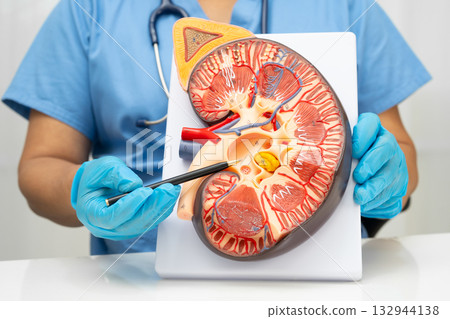 Chronic kidney disease, doctor with model for treatment urinary system, urology, Estimated glomerular filtration rate eGFR. Chronic kidney disease, doctor with model for treatment urinary system, urology, Estimated glomerular filtration rate eGFR. 132944138