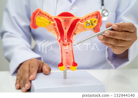 Uterus, doctor holding human anatomy model for study diagnosis and treatment in hospital. 132944140