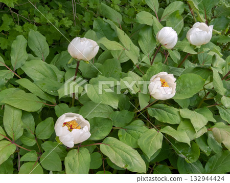 White Wittmann peony or Paeonia wittmanniana flowers 132944424