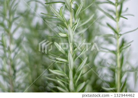 Fresh rosemary sprigs close-up on soft background 132944462