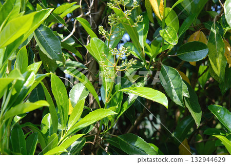 Weigela florida is a deciduous shrub of the honeysuckle family, native to East Asia. It produces tubular red flowers from May to June and is widely grown as an ornamental garden plant.  132944629