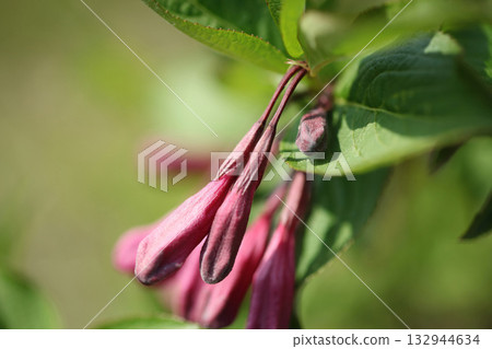 Weigela florida is a deciduous shrub of the honeysuckle family, native to East Asia. It produces tubular red flowers from May to June and is widely grown as an ornamental garden plant. Weigela florida is a deciduous shrub of the honeysuckle family, native to East Asia. It produces tubular red flowers from May to June and is widely grown as an ornamental garden plant. 132944634