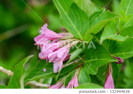 Weigela florida is a deciduous shrub of the honeysuckle family, native to East Asia. It produces tubular red flowers from May to June and is widely grown as an ornamental garden plant. Weigela florida is a deciduous shrub of the honeysuckle family, native to East Asia. It produces tubular red flowers from May to June and is widely grown as an ornamental garden plant. 132944636