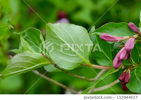 Weigela florida is a deciduous shrub of the honeysuckle family, native to East Asia. It produces tubular red flowers from May to June and is widely grown as an ornamental garden plant. Weigela florida is a deciduous shrub of the honeysuckle family, native to East Asia. It produces tubular red flowers from May to June and is widely grown as an ornamental garden plant. 132944637