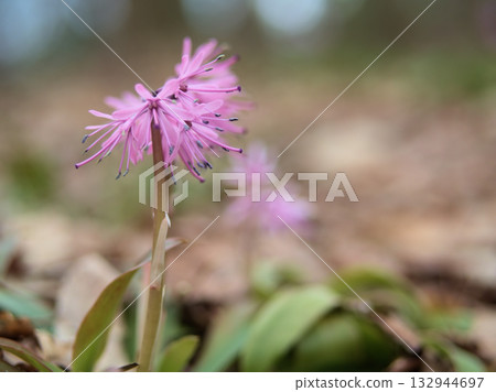 四月盛開的美麗小穗袴花 四月盛開的美麗小穗袴花 132944697