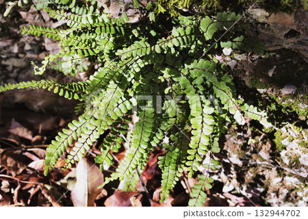 Green fern leaves , maidenhair spleenwort Green fern leaves , maidenhair spleenwort 132944702