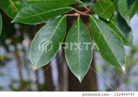 Viburnum odoratissimum var. awabuki, glossy evergreen tree with white spring flowers and red summer berries, native to southern Korea. 132944747