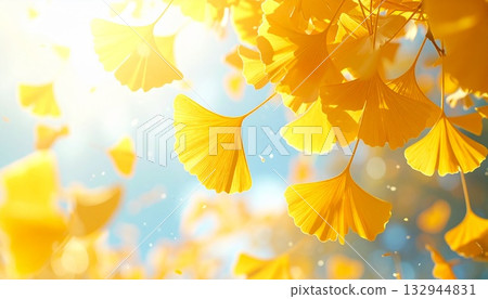 Golden ginkgo leaves dancing in the clear blue autumn sky. 132944831