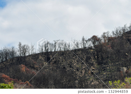 After the forest fire ~ Minami Ward, Okayama City After the forest fire ~ Minami Ward, Okayama City 132944859