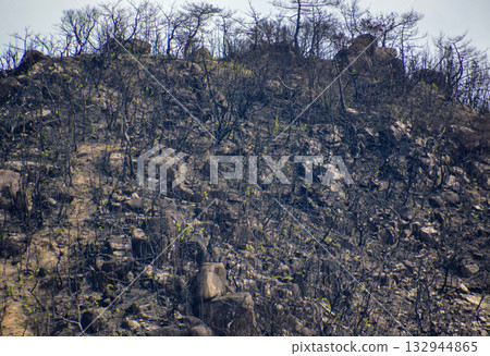 After the forest fire ~ Minami Ward, Okayama City After the forest fire ~ Minami Ward, Okayama City 132944865