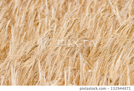 Barley ears swaying in the wind Barley ears swaying in the wind 132944871