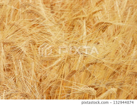 Barley ears swaying in the wind Barley ears swaying in the wind 132944874