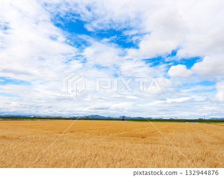 A landscape of golden wheat fields A landscape of golden wheat fields 132944876