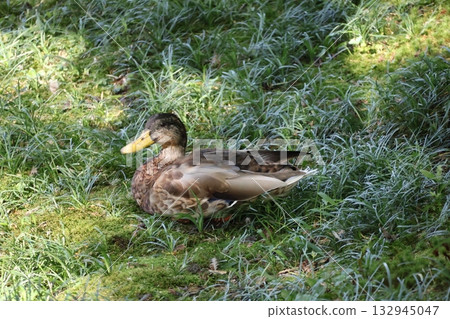 綠地上棲息著鴨子的風景 綠地上棲息著鴨子的風景 132945047