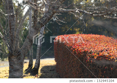 秋天的落葉 132945104