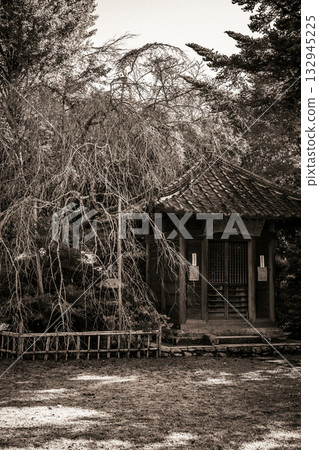 Old folk house and weeping cherry blossom Old folk house and weeping cherry blossom 132945225