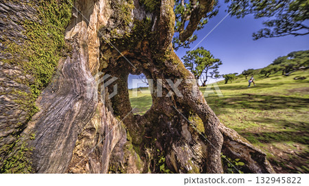 Mystical Fanal Forest, Madeira, Portugal 132945822