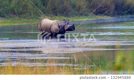 Greater One-horned Rhinoceros, Royal Bardia National Park, Nepal 132945880