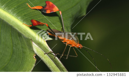 Shield Bug, Amazonia 132945881