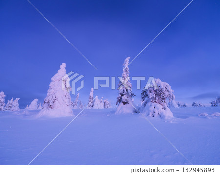 Northern winter landscape during sunset. Trees covered with snow. Winter wonderland. 132945893