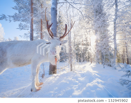 Reindeer in the winter forest. Animals beyond the Arctic Circle. Scandinavian countries. 132945902
