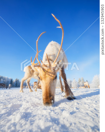 Animals beyond the Arctic Circle. Herd of reindeer in a pasture. Scandinavian countries.  132945903