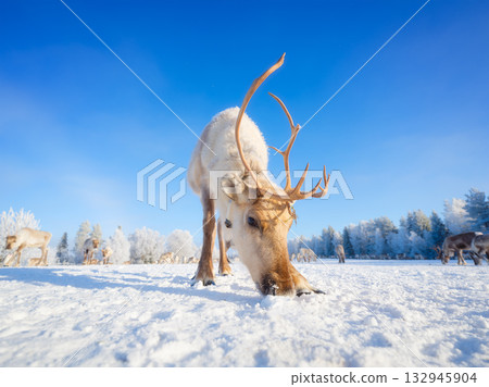 Animals beyond the Arctic Circle. Herd of reindeer in a pasture. Scandinavian countries. Animals beyond the Arctic Circle. Herd of reindeer in a pasture. Scandinavian countries. 132945904
