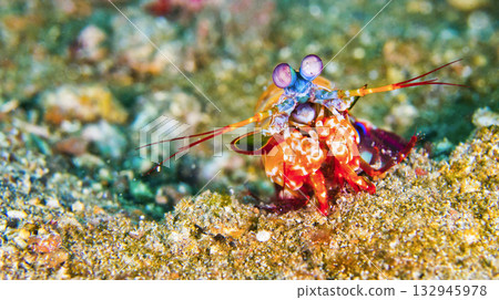 Mantis Shrimp, Sulawesi 132945978