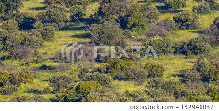 Mediterranean Forest, Spain Mediterranean Forest, Spain 132946032