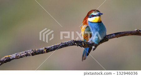 Bee-eater, Spain Bee-eater, Spain 132946036