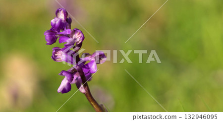 Wildflower, Sierra de Guadarrama National Park, Spain 132946095