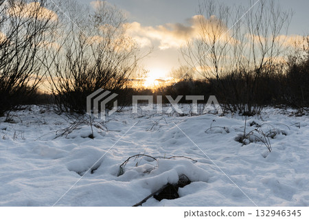 Snowy Winter Meadow at Sunset with Bare Bushes Snowy Winter Meadow at Sunset with Bare Bushes 132946345
