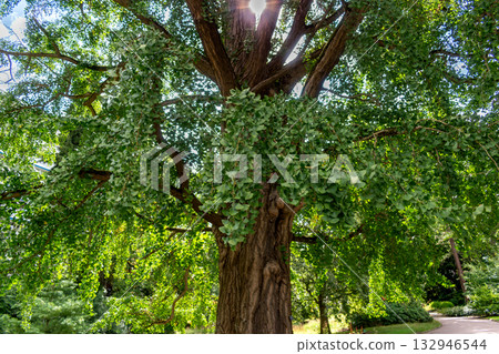 Ginkgo biloba tree with green leaves in summer 132946544