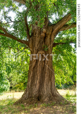 Ginkgo biloba tree with green leaves in summer 132946545