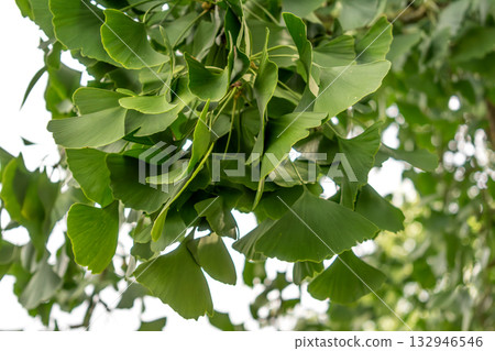 Ginkgo biloba tree with green leaves in summer 132946546