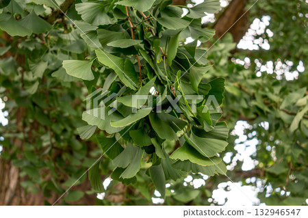 Ginkgo biloba tree with green leaves in summer 132946547