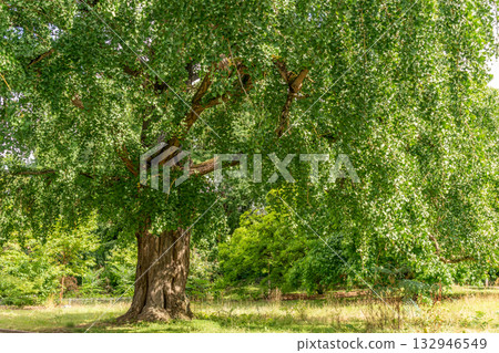 Ginkgo biloba tree with green leaves in summer 132946549