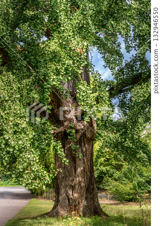 Ginkgo biloba tree with green leaves in summer 132946550