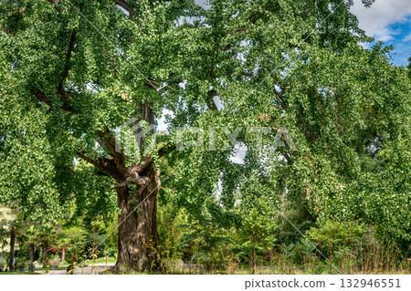 Ginkgo biloba tree with green leaves in summer 132946551