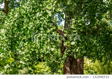 Ginkgo biloba tree with green leaves in summer Ginkgo biloba tree with green leaves in summer 132946552