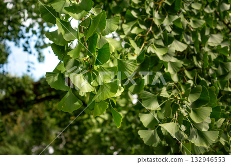 Ginkgo biloba tree with green leaves in summer 132946553