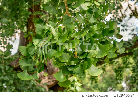 Ginkgo biloba tree with green leaves in summer Ginkgo biloba tree with green leaves in summer 132946554