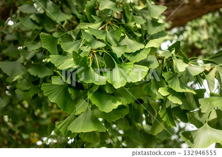 Ginkgo biloba tree with green leaves in summer Ginkgo biloba tree with green leaves in summer 132946555